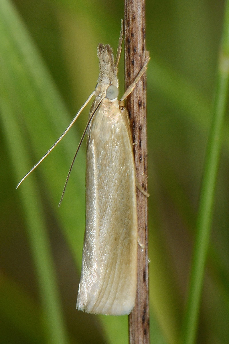 Crambus sp? S, Crambus perlellus - Crambidae